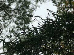 -艾溪湖湿地公园