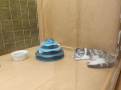 -帕帕拉兹宠物(亚洲旗舰店)