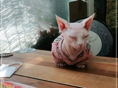 -猫小院猫主题咖啡厅(北锣店)