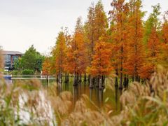 -白鹭湾湿地公园