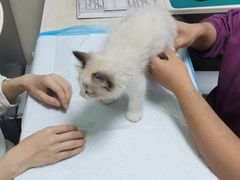 -A猫a狗全科·犬猫异宠·芥西宠物医院(南开总院)