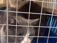 -瑞派康怡24h宠物医院·犬猫医疗中心·微创绝育(瑞景分院)