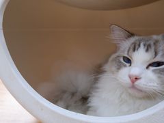 -李小姐の猫咖啡馆(五角场店)