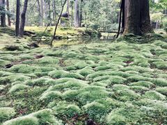 -西芳寺(苔寺)