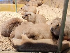-Mr·Kuma酷么先生雪之乐园
