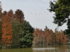 -顺峰山公园