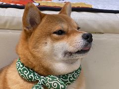 -逗柴咖啡屋·狗咖猫咖宠物桌游