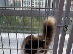 -喵百万·布偶·蓝金金渐层英短·猫舍(百子湾店)