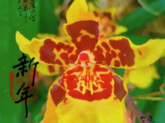 -中国科学院华南植物园