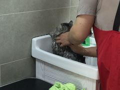 -叮叮猫咪生活馆