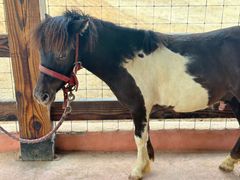 -南京汤山紫清湖生态旅游温泉度假区