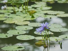 -国家植物园南园