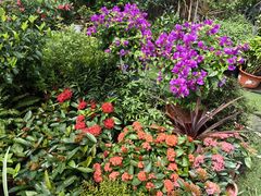 -龙大花卉苗木市场