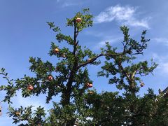 -西安华清御汤酒店