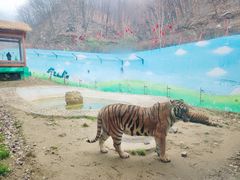 -栾川竹海野生动物园