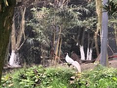 -都江堰中华大熊猫苑