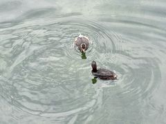 -什刹海