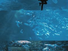 -江和美海洋公园