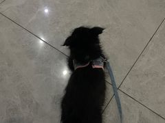 -瑞鹏瑞爱宠物医院·全科·猫科·血液透析中心(龙头寺店)