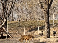 -北京野生动物园