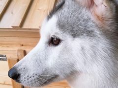 -Husky Go! 哈士奇体验馆·宠物咖啡厅狗咖