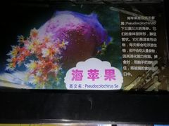 -烟台海昌鲸鲨海洋公园