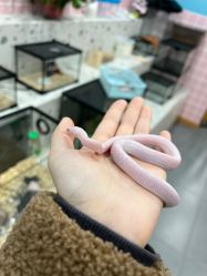 -Moni星球萌宠·小马宝莉·灵蛇·高端高阶全萌宠互动体验俱乐部(红豆国际广场店)