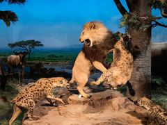 -国家自然博物馆