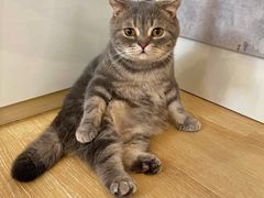 -猫咪派对(江南西店)