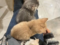-楼上猫咖(罗湖店)