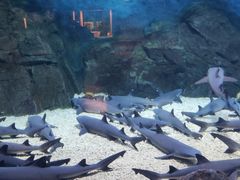 -烟台海昌鲸鲨海洋公园