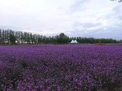 -金塔沙漠胡杨林景区