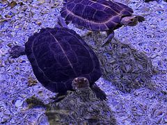 -顺德南宏海立方海洋公园