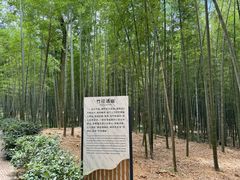 -大奇山国家森林公园