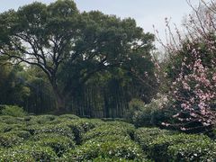 -杭州黄龙洞