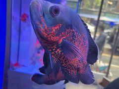 -青石桥花鸟鱼虫市场(叠翠城店)