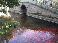 -普陀山风景名胜区-法雨禅寺