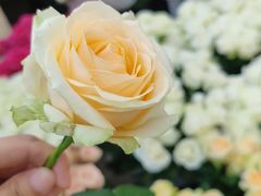 -曲阳花鸟市场(曲阳路店)