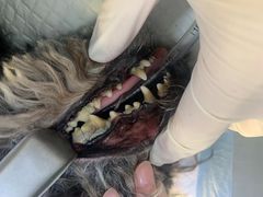 -瑞派宠物医院·24h·骨外科·皮肤科·全科宠物医疗转诊中心(沈阳浑南院)