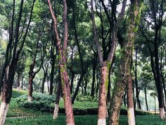 -重庆市江北嘴中央商务区中央公园