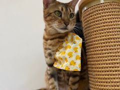 -Heymao猫咖.咖啡厅(东门店)