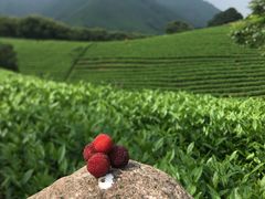 -帐篷客·溪龙茶谷度假酒店