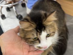 -东莞宠友24H宠物中心医院·转诊夜诊·异宠(新河北路院)