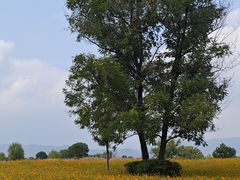 -良渚古城遗址公园