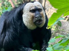 -ZOO COFFEE动物园咖啡(红山森林动物园店)