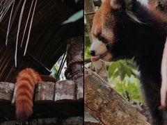 -普洱太阳河森林公园