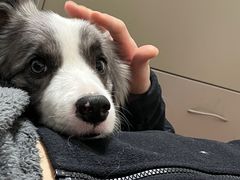 -喜多萌中农锦绣动物医院24H·猫科·牙科MRI·CT
