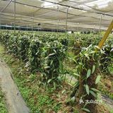 海南旅游｜天了噜‼️热带植物园让我开了眼👀