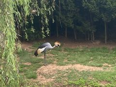 -西霞口神雕山野生动物世界