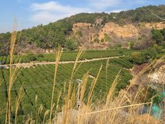 -树山生态村